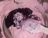 Foto del paso 7 de la receta: Bizcochuelo relleno de arándanos y crema