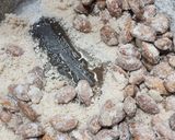 Foto del paso 4 de la receta: 🦌🎅🏻Garrapiñada de almendras 🎅🏻 4 ingredientes 🎅🏻15 minutos 🎅🏻Facilísimo, rendidor y delicioso 🎅🏻🦌