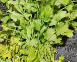 A picture of step 1 of Kothambir vadi (Maharashtrian recipe).