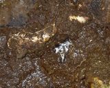A picture of step 6 of Red Oil Cassava leaf.