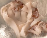Foto del paso 1 de la receta Calamares a la romana