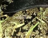 Foto langkah ke 3 dari resep Nasi Petai Herbal.