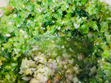 Sambal taichan hijau