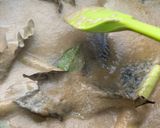 Foto langkah ke 2 dari resep Sayur Lodeh Jawa Tengah.