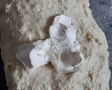 Foto del paso 2 de la receta: Conchas