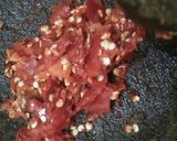 Foto langkah ke 2 dari resep Oseng kembang kates (Tumis bunga pepaya).