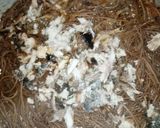 A picture of step 1 of Brown veggies spaghetti.