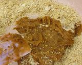 عکس مرحله 3 از دستور انرژی بار(خرما بار)