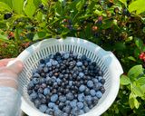 A picture of step 6 of Blueberry Tart.