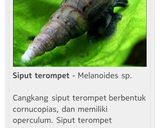 Foto langkah ke 2 dari resep Lodeh Rebung Kacang Panjang.