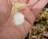 Foto del paso 3 de la receta: Salsa de verdeo, nuez, crema y parmesano