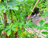 Hình bước làm 1 của món Canh trái và ngọn khổ qua rừng