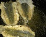Foto del paso 6 de la receta: Filetes de Sardina