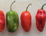 Foto del paso 1 de la receta: Picante Criollo Venezolano