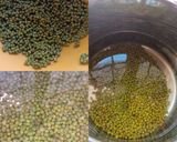 A picture of step 1 of Whole Mung Masala.