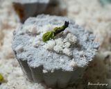 Foto langkah ke 8 dari resep Putu Bunga Telang (dengan cetakan silikon).