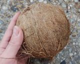 Foto del paso 1 de la receta: 🥥 Coco fresco y cómo abrirlo fácil 🥥