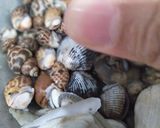 Foto langkah ke 1 dari resep Kerang asam manis🌾.