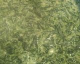 A picture of step 6 of Spinach even the finicky eater will eat.
