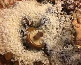 Foto del paso 5 de la receta: Risotto vegano de setas shiitake, Portobello y Shimeji