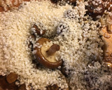 Foto del paso 5 de la receta: Risotto vegano de setas shiitake, Portobello y Shimeji