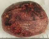 Foto langkah ke 23 dari resep Double Chocolate Sourdough Bread.