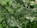 Tumis Daun Pepaya