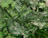 Foto langkah ke 1 dari resep Tumis Daun Pepaya.