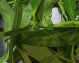Foto langkah ke 1 dari resep Tumis Tauge Kangkung.
