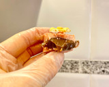 Foto del paso 22 de la receta: Bombones de chocolate y café