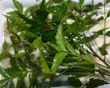 A picture of step 1 of Neem Leaves with Eggplant Stir- Fry.