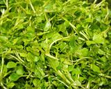 Hình bước làm 1 của món Vòng nguyệt quế (salad xà lách xoong trộn bò)