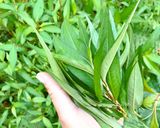 Hình bước làm 3 của món Đồ Lòng Bò Xào Rau Răm Ngũ Vị Hương