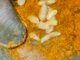 Bumbu Bakaran