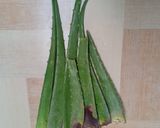 Foto langkah ke 1 dari resep Nata de Aloe Vera Ice (Es Lidah Buaya).