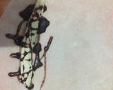 Foto langkah ke 1 dari resep Pisang Coklat Ekonomis.