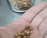 Foto del paso 1 de la receta: Brotes de lentejas al limón 🌱🍋 Germinado de lentejas alimonadas 🌱 🍋