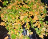 A picture of step 2 of Vegetables Poha balls.