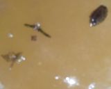 A picture of step 1 of Kaddu With Chaana Daal.