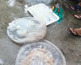 Hình bước làm 2 của món Gỏi sứa