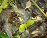 รูปขั้นตอนการทำที่ 3 ของ กุ้งอบสมุนไพร หม้อไฟฟ้า