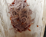 Foto del paso 9 de la receta: Tamales rojos y verdes