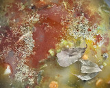 Foto del paso 1 de la receta: Marmitako de bonito con verduras