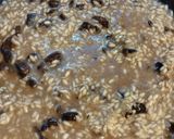 Foto del paso 5 de la receta: Risotto cremoso con hongos de pino y puré de calabaza