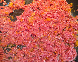 Foto del paso 3 de la receta: Hachis Parmentier