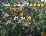 Foto del passaggio 1 della ricetta Scorzette di limone 🍋 km zero candite e caramellate 👩‍🍳🏡🇮🇹🌍🍋🎵🌇🦁🌠