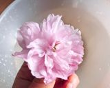 Hình bước làm 2 của món 🌱 Hoa Anh Đào Muối Nhật Bản (Japonais Traditionnel Salé Sakura)