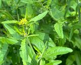 Foto del passaggio 3 della ricetta Insalata di erbe ed albedo