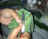 A picture of step 2 of Arvi leaf.