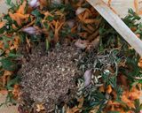 A picture of step 3 of Baked carrot fritters with carrot tops - vegan.